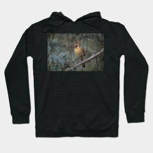 Female Northern Cardinal Hoodie